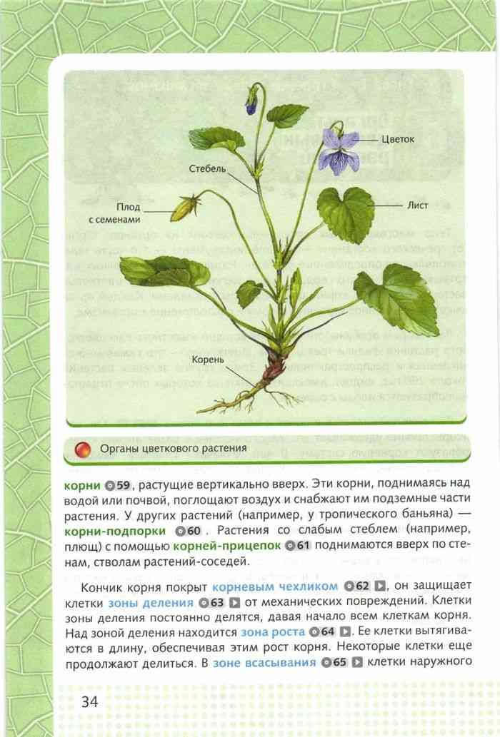 Биология 6 класс учебник стр 23 – Telegraph